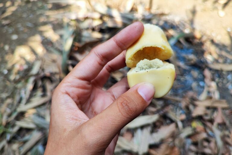 Discover the nutritional content of salak fruit, including its vitamins, minerals, and health benefits. Learn why salak is a nutritious snack option.